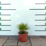 Dáždnikovec praslenovitý (Sciadopitys Verticillata) - japonská borovica – výška 10-15 cm, kont. C2L